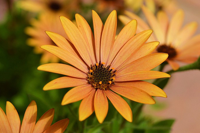 Dimorphotheca sinuata