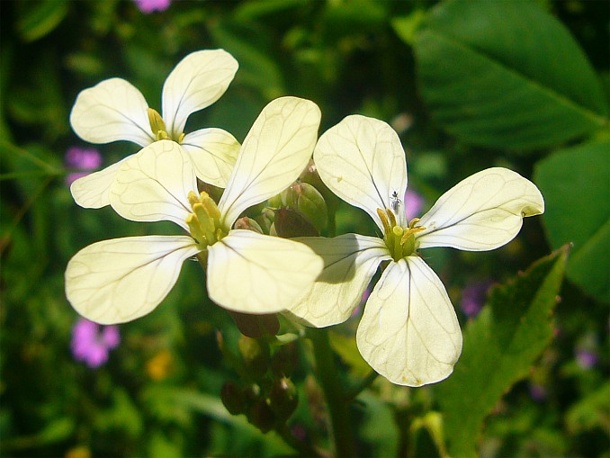 Eruca vesicaria