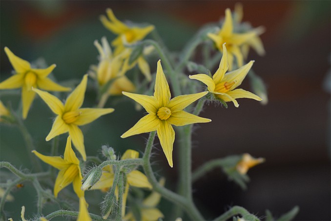 Flor del tomate