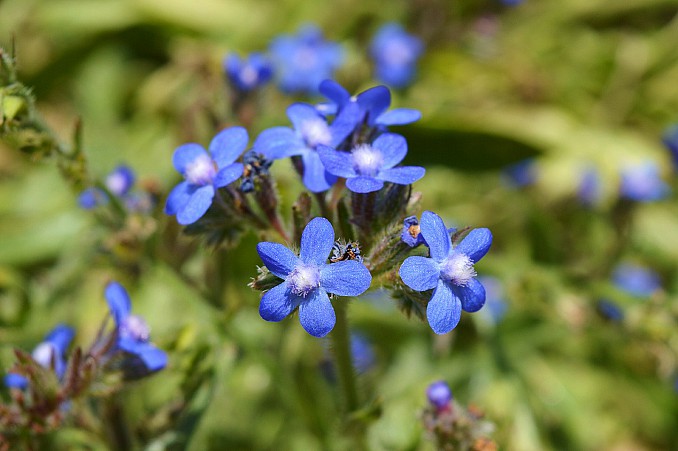 Florecillas azules