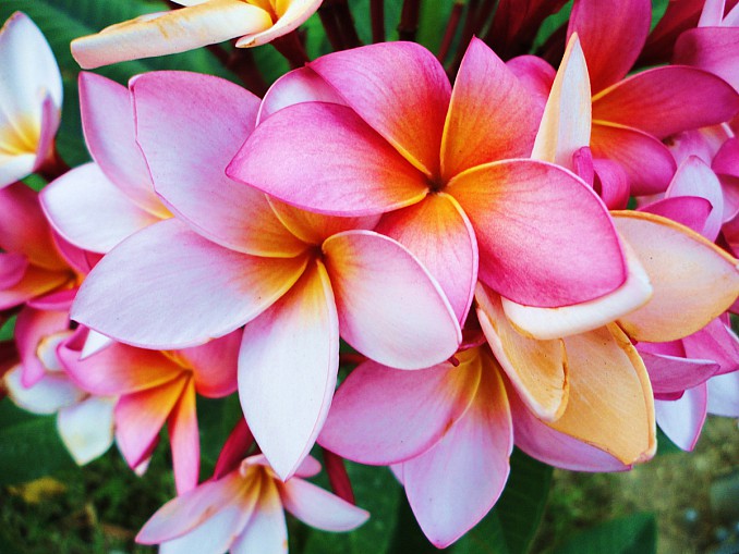 Flor de frangipani (Plumeria rubra)