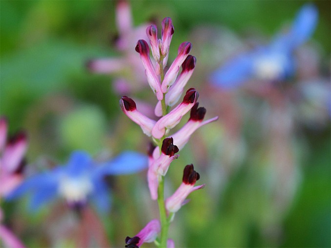 Fumaria muralis