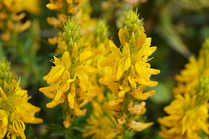 Genista hirsuta