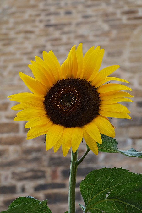 Girasol