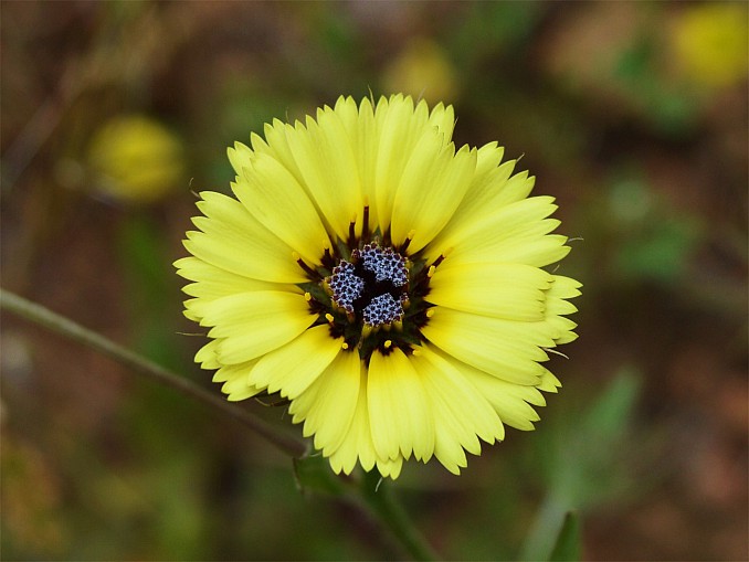 Hispidella hispánica