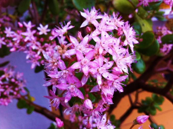Flor de Crassula ovata