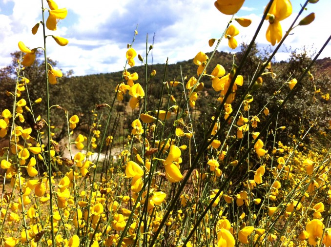 Cytisus sp