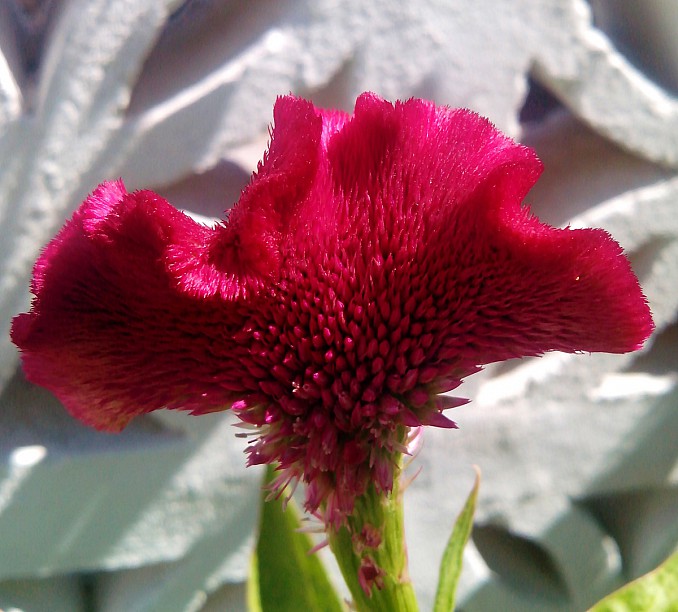 Celosia argentea var. cristata o cresta de gallo