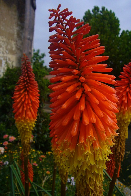 Kniphofia uvaria