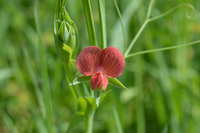 Lathyrus cicera