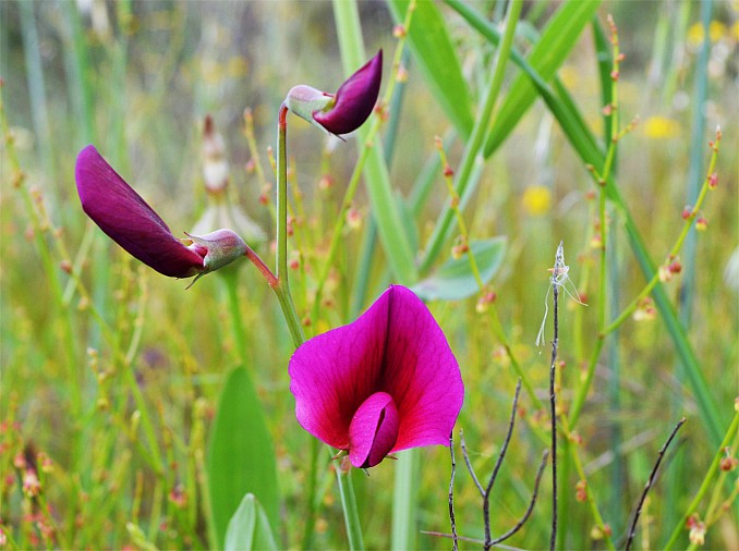 Lathyrus tingitanus