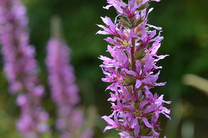 Lythrum salicaria