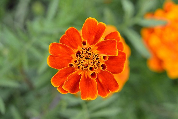 Marigold