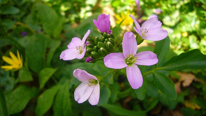 Moricandia arvensis
