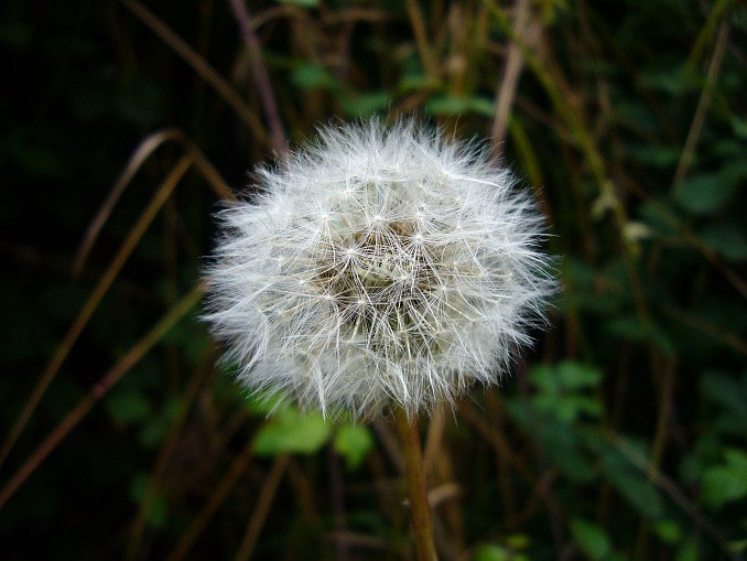 Diente de león