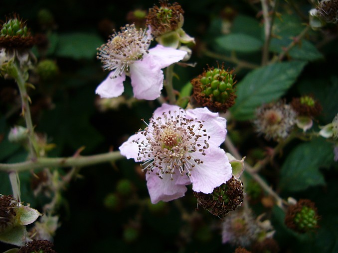 P1010064