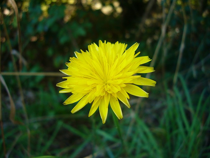Crepis