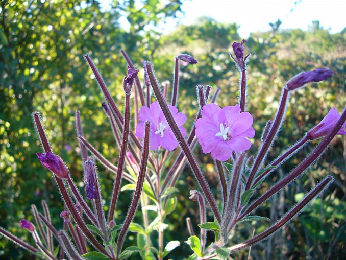 Adelfilla pelosa (Epilobium hirsutum)