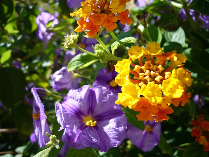 Lantana