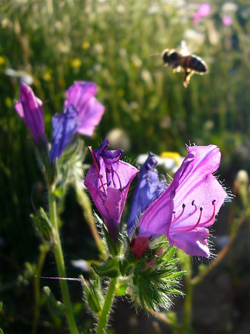 Echium vulgare
