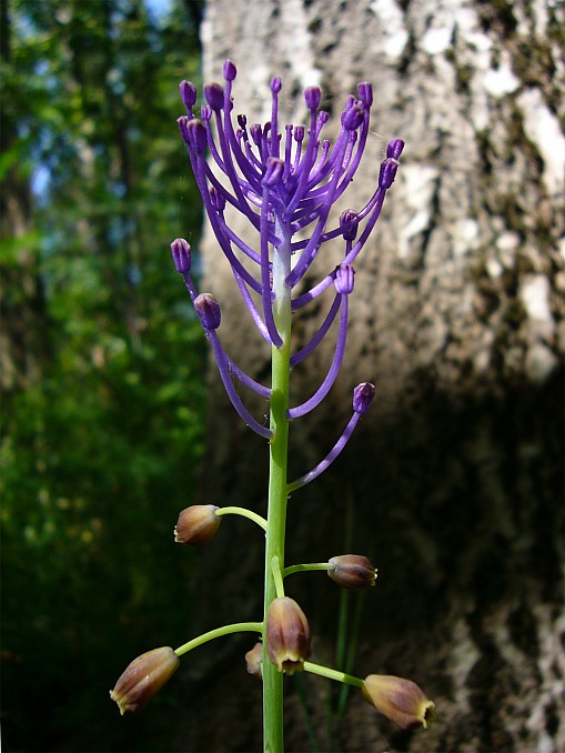 Nazareno (Muscari comosum)