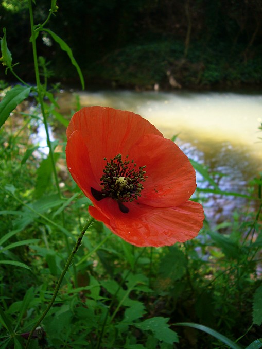 Amapola junto al río