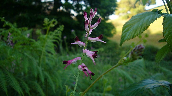 Fumaria muralis