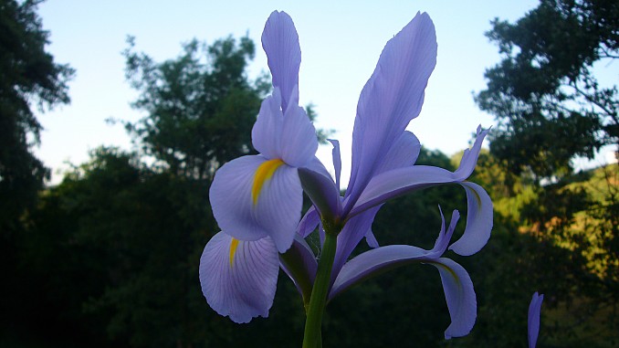 Iris xiphium