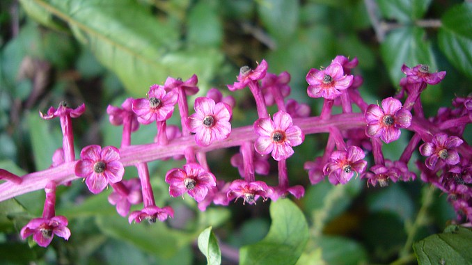 Phytolacca decandra