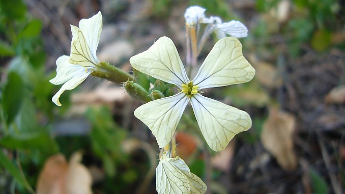 Eruca vesicaria