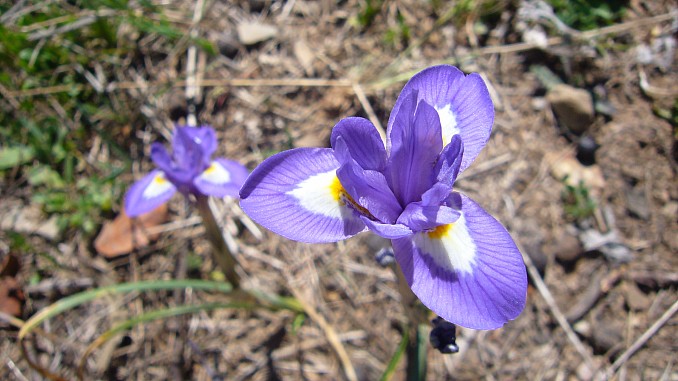 Iris sisyrinchium
