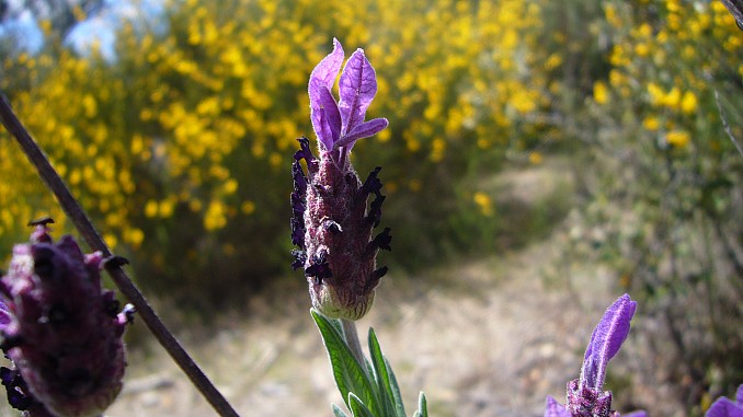 Cantueso (Lavandula stoechas)