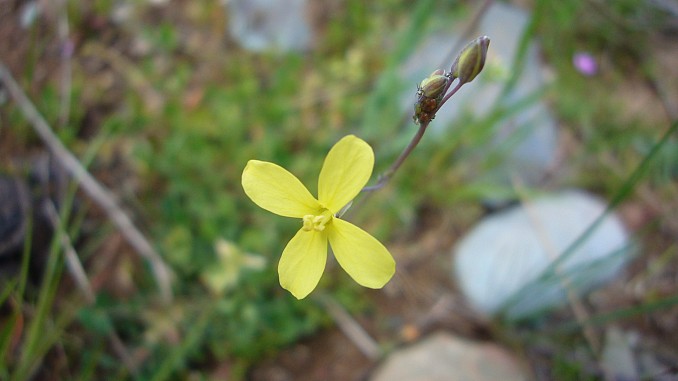 Flor de jaramago amarillo