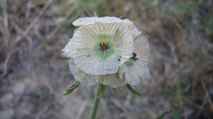 Scabiosa stellata