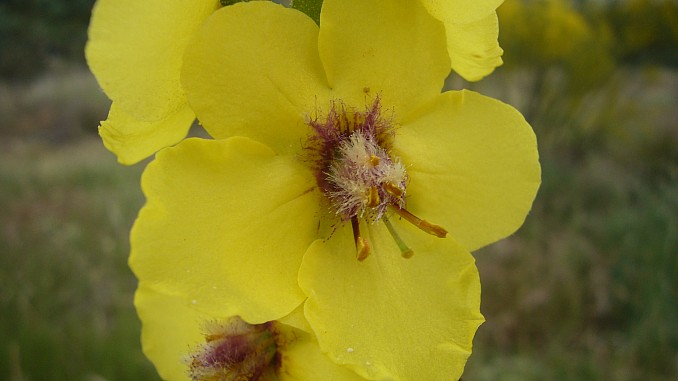 Verbascum virgatum