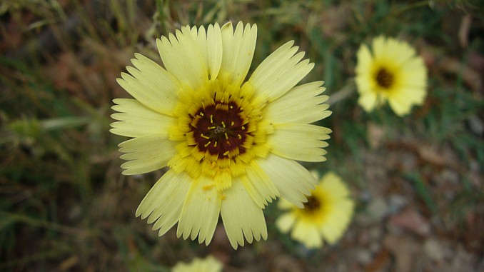 Hispidella hispánica (3)