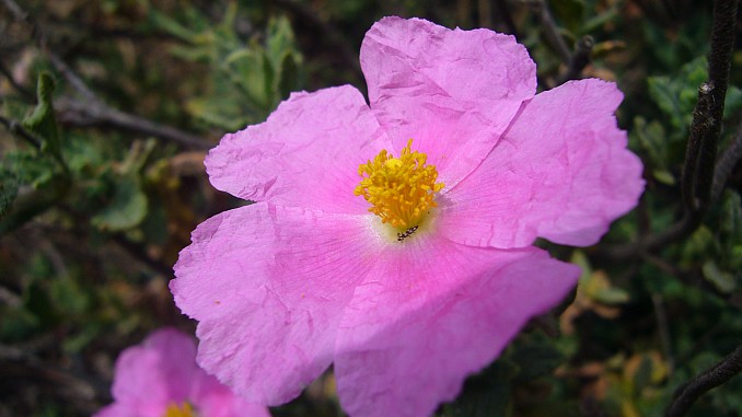 Cistus albidus
