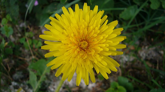 Crepis vesicaria