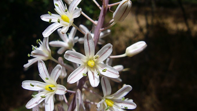 Urginea maritima