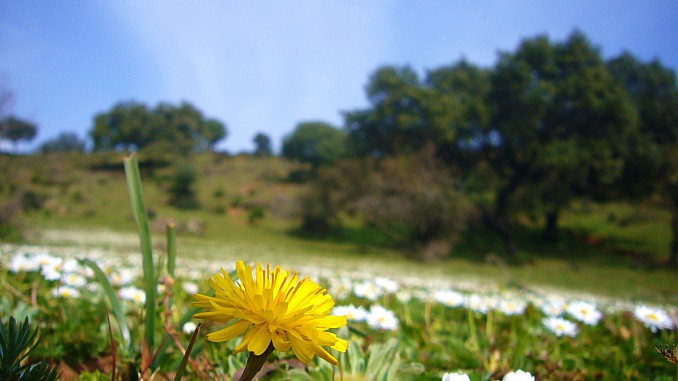 Diente de león y campo de flores