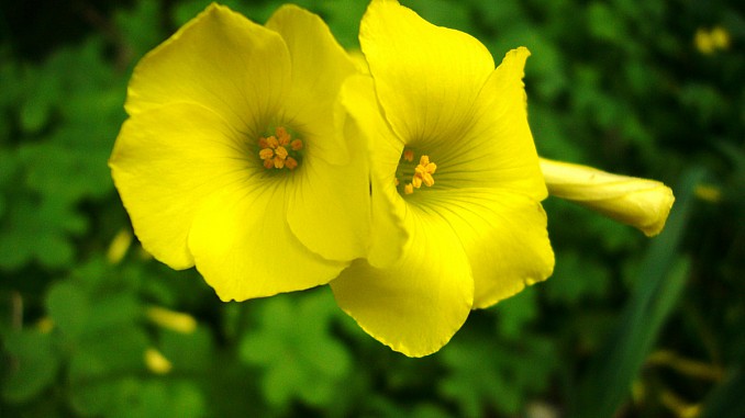 Oxalis pes-caprae, L