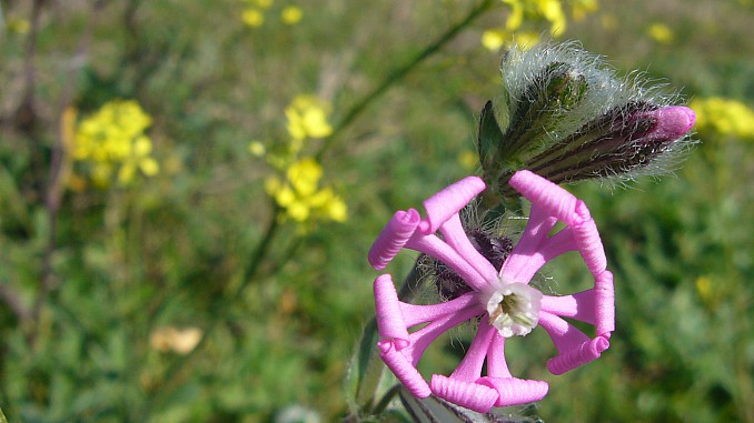 Silene colorata