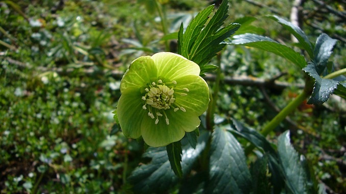 Eléboro verde (Helleborus viridis)