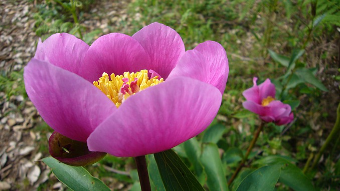 Flor Paeonia cambessedesii