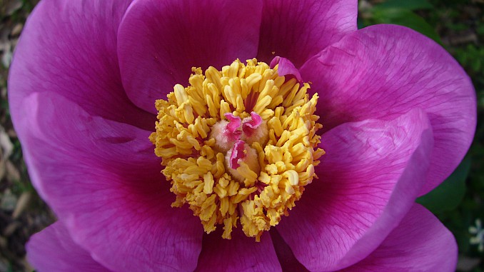 Paeonia cambessedesii