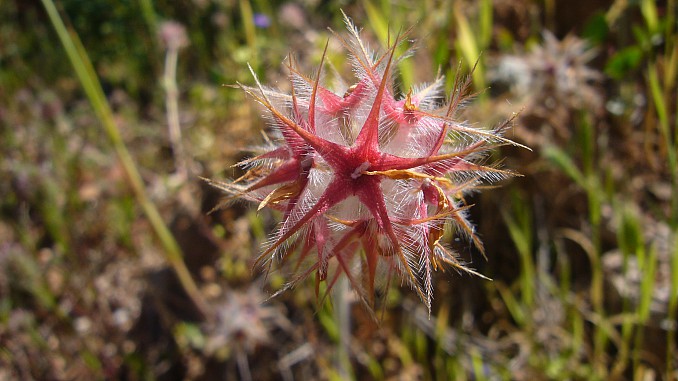 Trifolium stellatum L