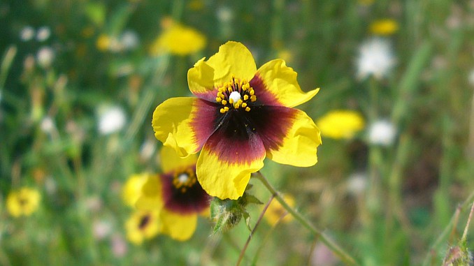 Rosa de jara manchada (Tuberaria guttata)