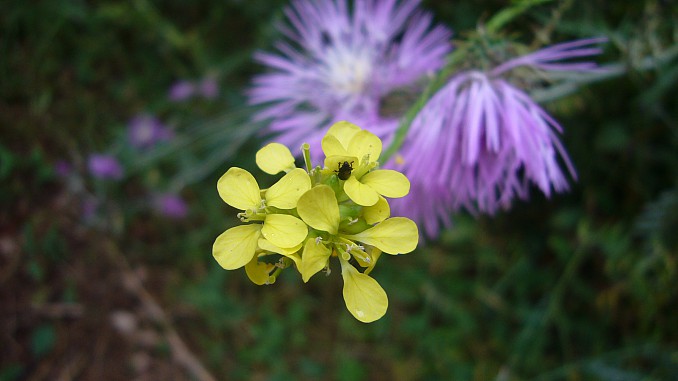Jaramago amarillo