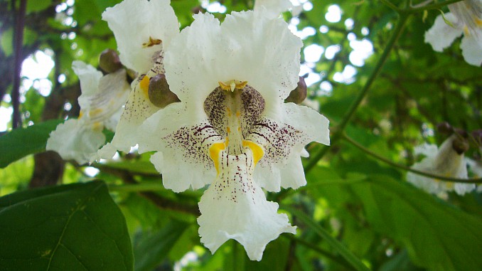 Catalpa bignonioides