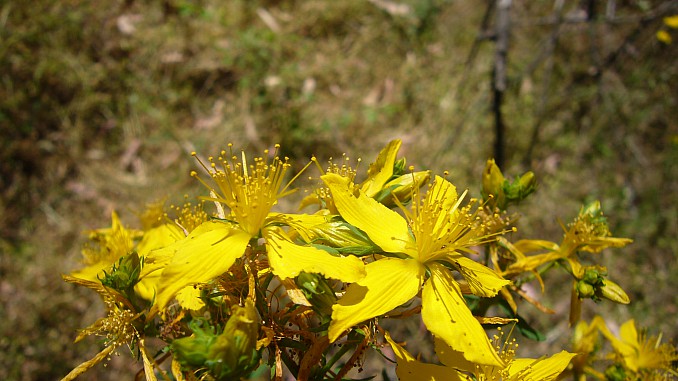 P1100015